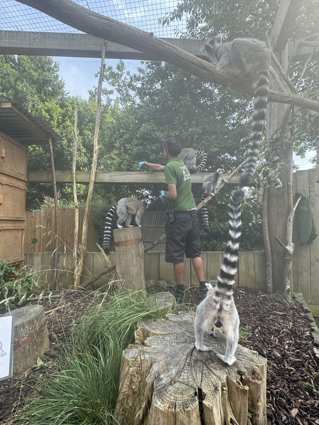 A Visit to London Zoo