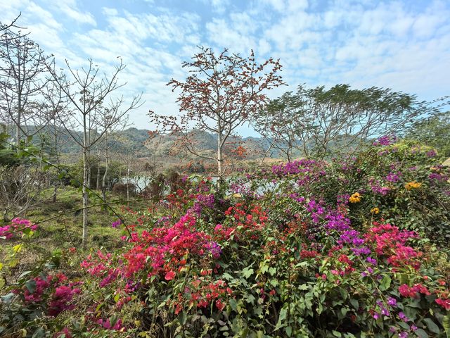 昌化江畔木棉賞花碼頭一一木棉紅景區