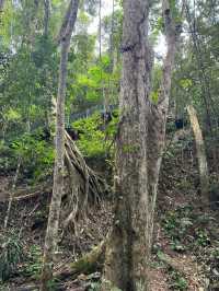 西雙版納植物園探秘 不踩雷攻略來啦