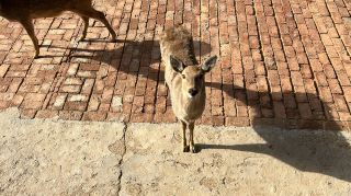 A healing trip to see animals on the mountain - Jiufeng Mountain Forest Zoo