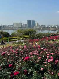 2.15實拍！！立新湖公園月季牆🌸⛲️（春天版～🌸