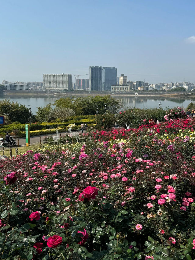 2.15實拍！！立新湖公園月季牆🌸⛲️（春天版～🌸