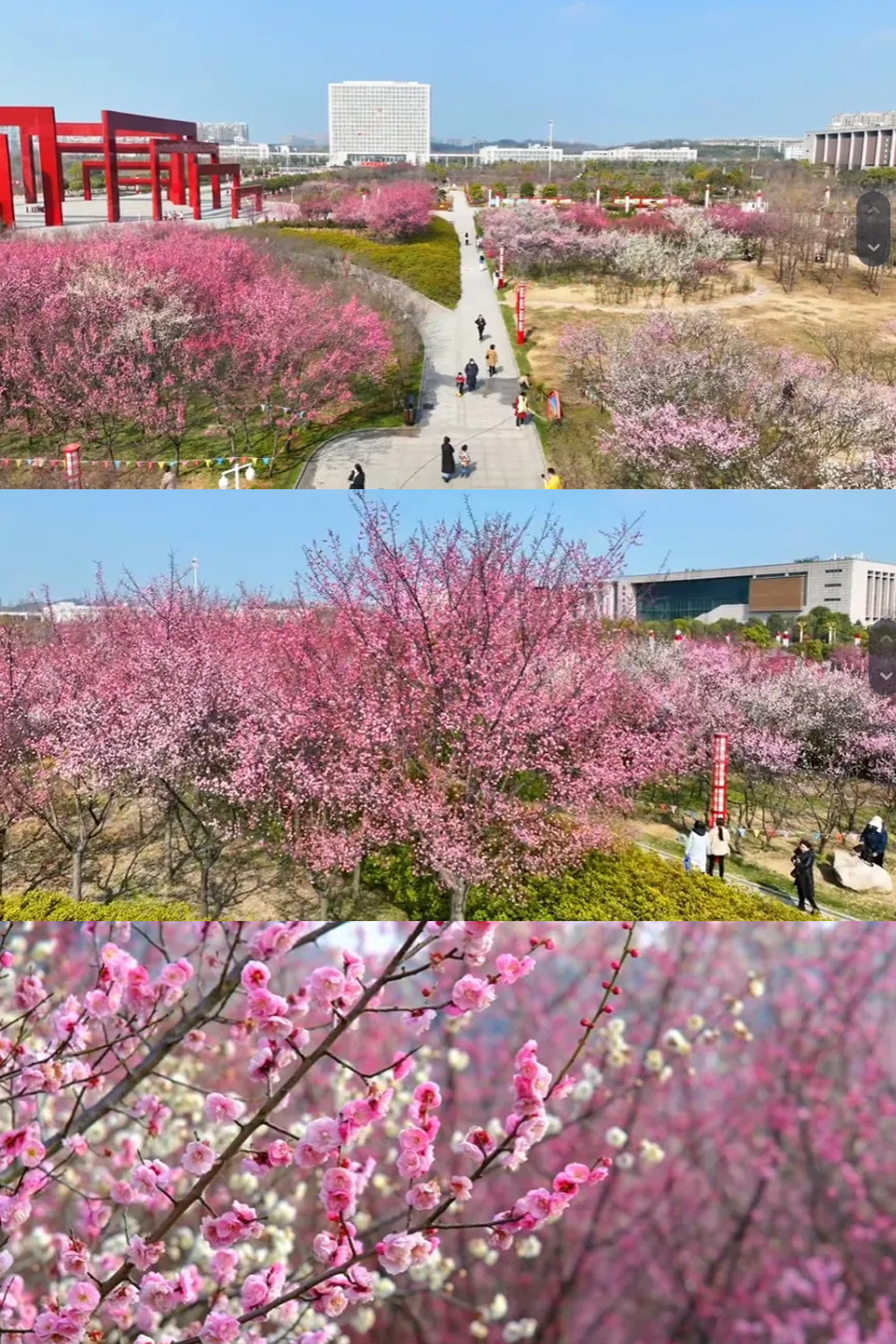 The vibrant plum blossoms are in full bloom. Come and visit these places in Xinyang to see them!
