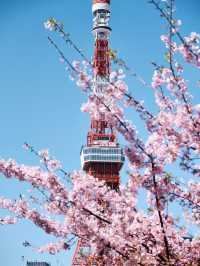 推遲了日本賞櫻最全花期建議住