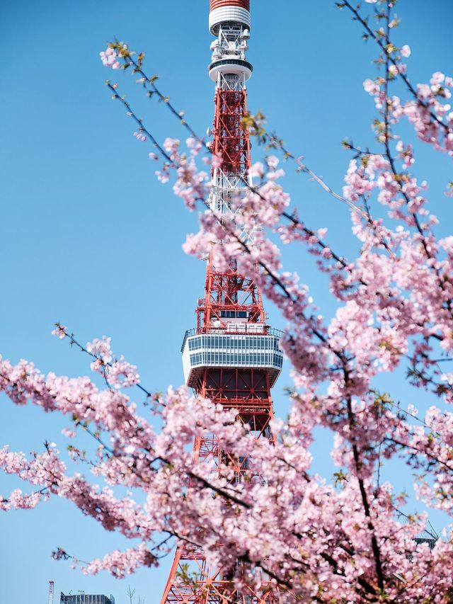 推遲了日本賞櫻最全花期建議住