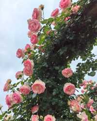 以玫瑰花園為主題的農場～潛江西西花園農場
