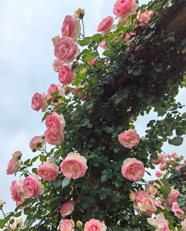 以玫瑰花園為主題的農場～潛江西西花園農場