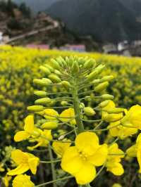 江浙滬衢州觀賞油菜花好去處