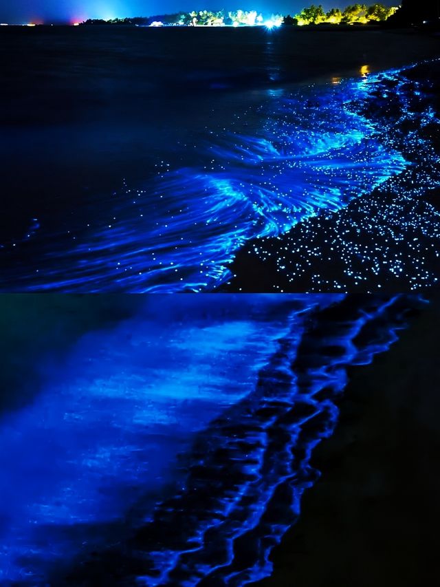 天津海邊藍眼淚,睇呢篇攻略就夠晒🫶🩷 天津海邊藍眼淚,睇呢篇攻略就夠晒🫶🩷