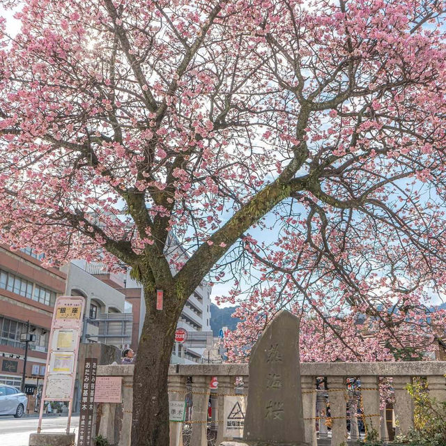 🌸热海早樱，春日梦幻出逃地🌸