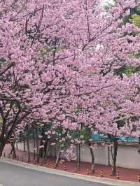 🌸搭乘開往春天的列車，邂逅觀山湖公園的浪漫