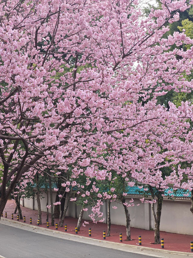 🌸搭乘開往春天的列車，邂逅觀山湖公園的浪漫