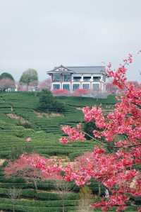 春日賞花｜藏在福建的「阿里山」是賞櫻勝地