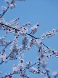 合肥的杏花要開在杏花公園，才算對味！