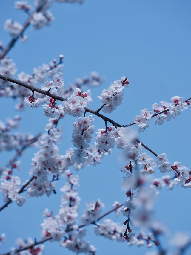 合肥的杏花要開在杏花公園，才算對味！