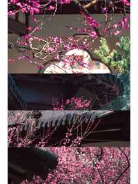來南京賞花  這份賞花攻略請收好