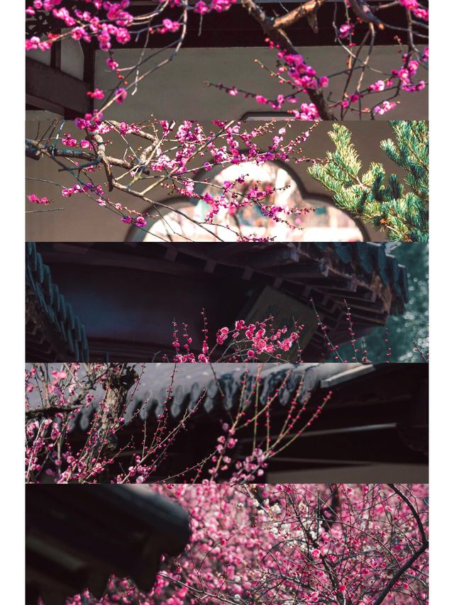 來南京賞花  這份賞花攻略請收好