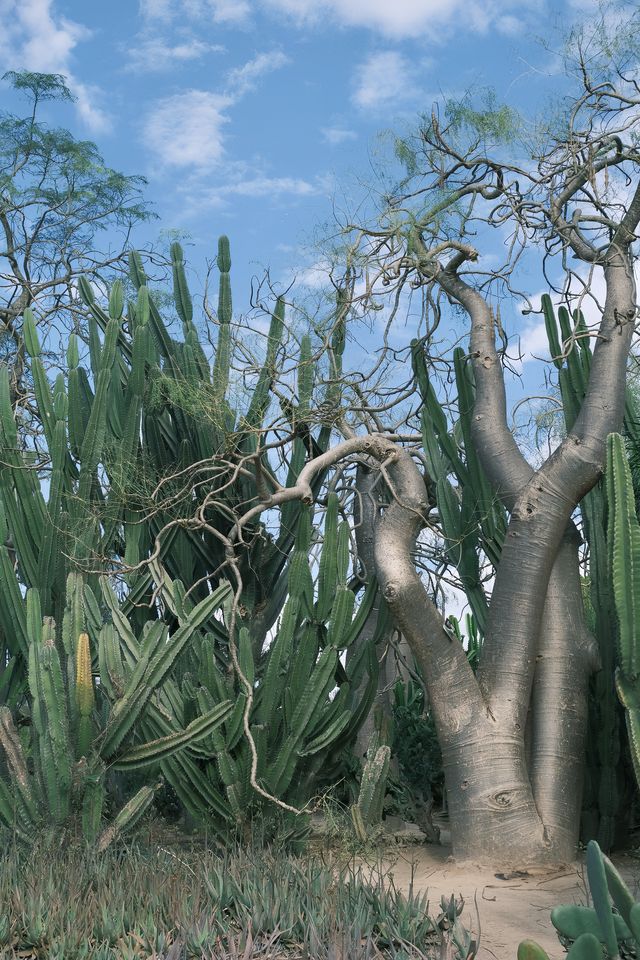 廈門必去 植物園 四季都有不同的美