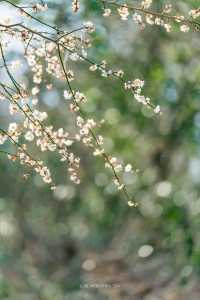 A Journey to Mingzhao Temple for the Blooming Plum Blossoms