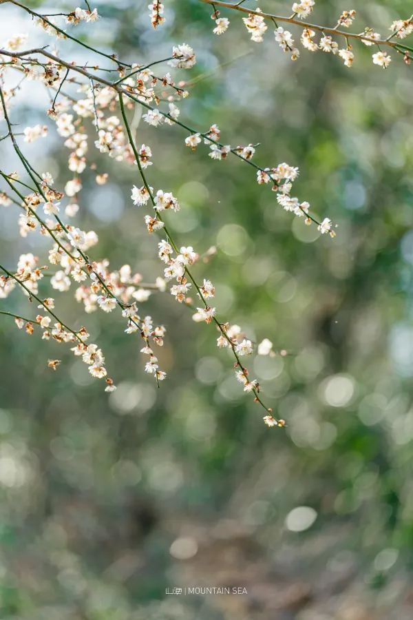 A Journey to Mingzhao Temple for the Blooming Plum Blossoms
