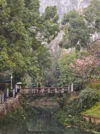 桂林南溪山公園早櫻開花了，最主要是不用門票