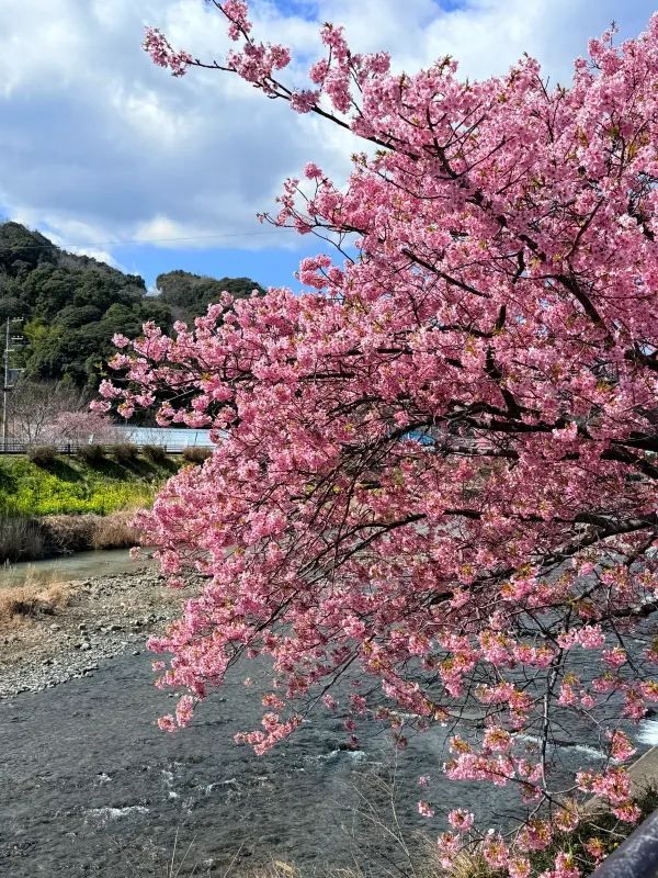 河津桜の美しさに感動！