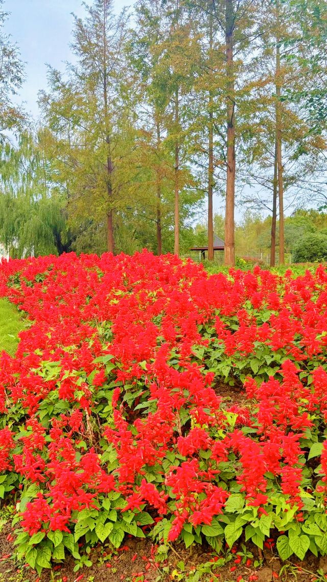 東平國家森林公園：如何避開旅遊高峰期？