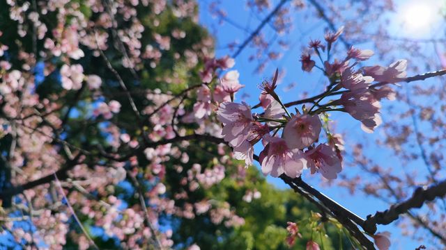 鐵打的雕塑，四季的花