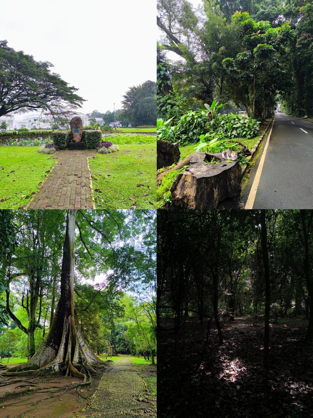 印尼茂物：小眾寶藏旅行地，邂逅綠野仙蹤