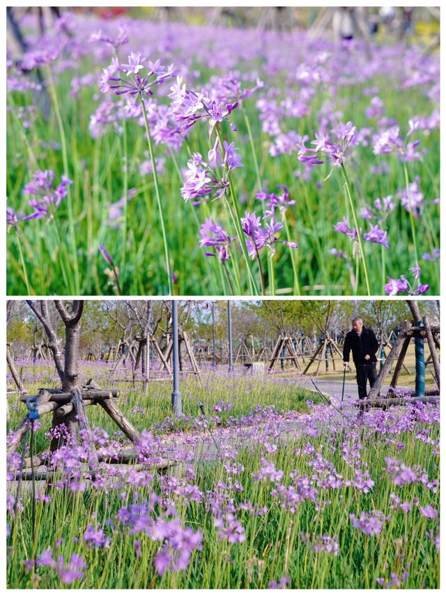 是誰?打翻了翔安中心公園的春日「調色盤」 是誰?打翻了翔安中心公園的春日「調色盤」