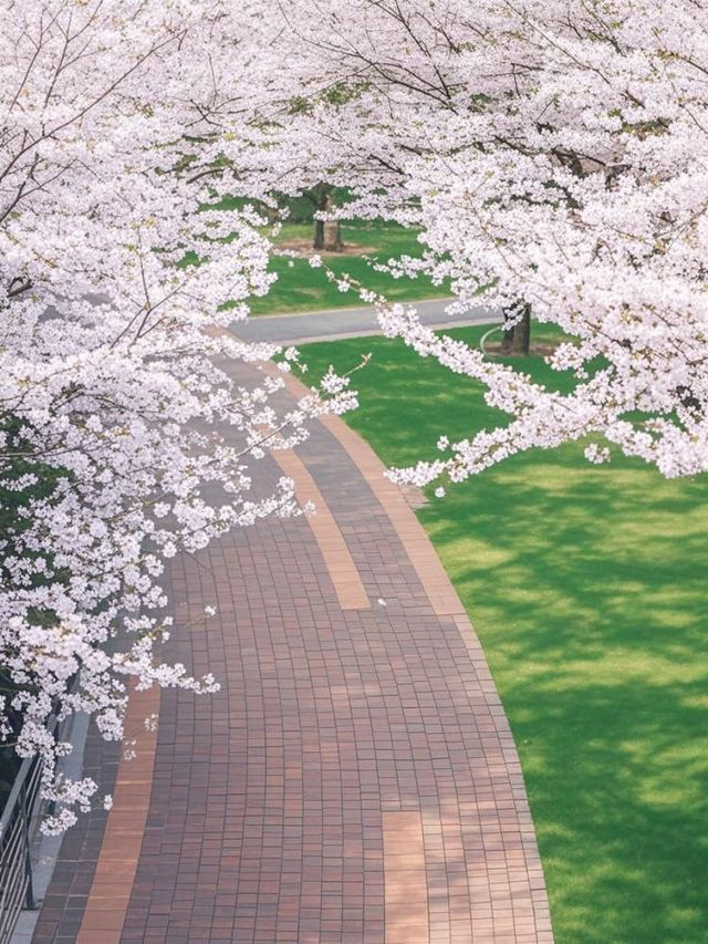 上海春日浮光錄｜18處花影敘事詩