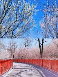 蘇州賞桃花‖打卡避坑攻略