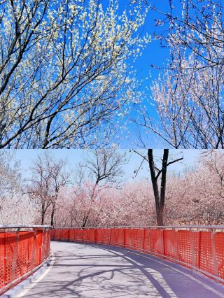 Suzhou Peach Blossom Viewing ‖ Guide to the Best Spots