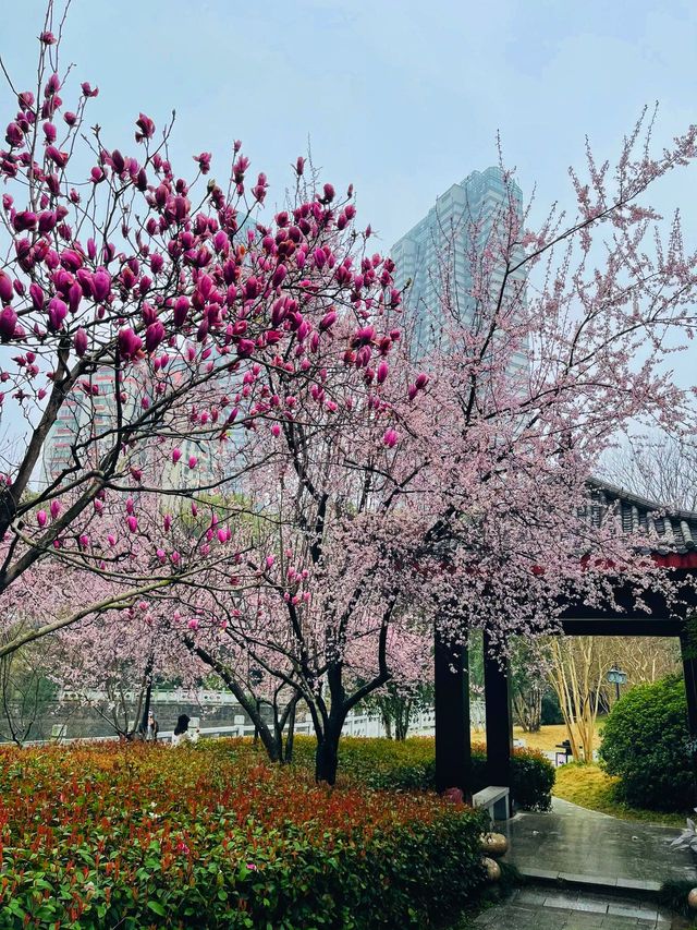 風起櫻吹雪,長沙望月公園櫻花季全攻略 風起櫻吹雪,長沙望月公園櫻花季全攻略