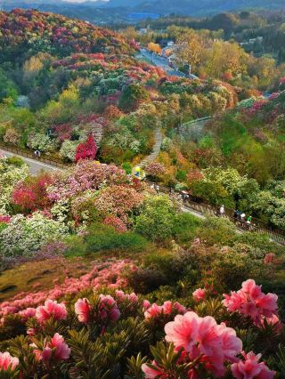 High-speed rail takes you directly to the stunning sea of azaleas in Hundreds of Miles of Azaleas. 