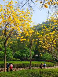 黃風鈴花開季