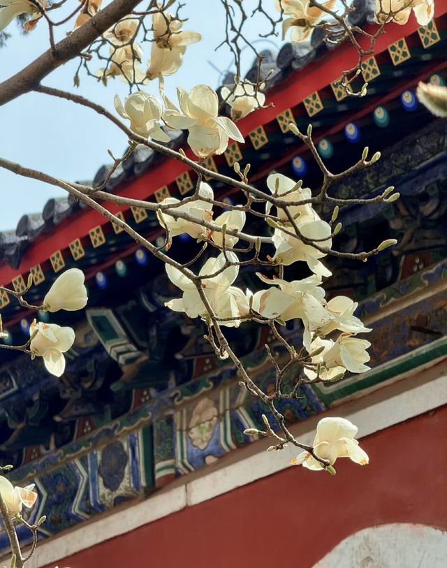 來北京萬壽寺觀玉蘭花（附攻略）