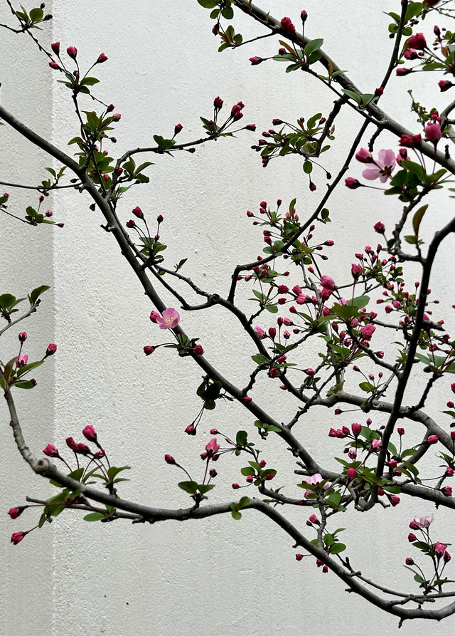 閘北公園更值得去拍春花的三大理由