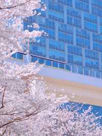 上海開往春天的列車🌸盛放附機位攻略