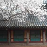 濟州島賞櫻日記🌸 邂逅春日浪漫