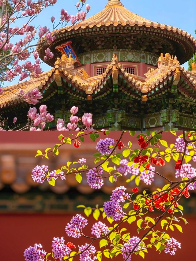 故宮賞花全攻略，錯過等一年！