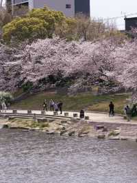 舞鶴公園的櫻花，美到心坎里啦💕