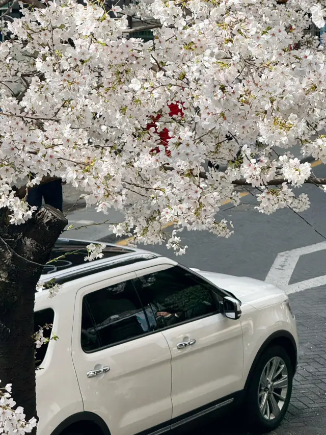 Jeju Island Cherry Blossoms | A Romantic Korean Cherry Blossom Viewing Destination