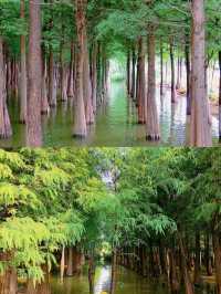 探索昆明海洪濕地，與自然共舞