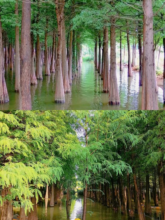 探索昆明海洪濕地，與自然共舞