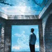 廣州拍照｜藏在廣州正佳極地海洋公園的夢幻海洋世界🐋