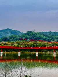 深圳最美的虹橋公園！！