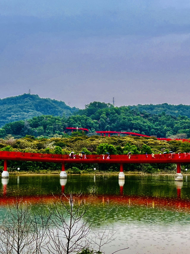 深圳最美的虹橋公園！！