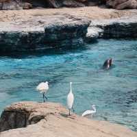 珠海必玩!邂逅可愛海洋生物🐬