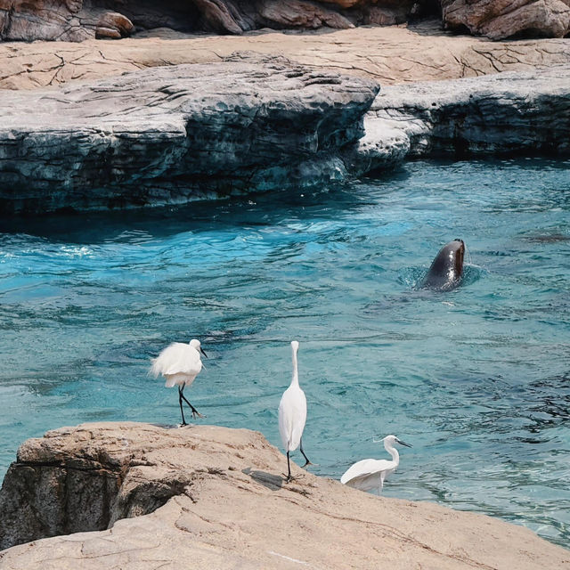 珠海必玩!邂逅可愛海洋生物🐬 珠海必玩!邂逅可愛海洋生物🐬